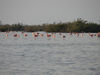 Cuba Flamingos